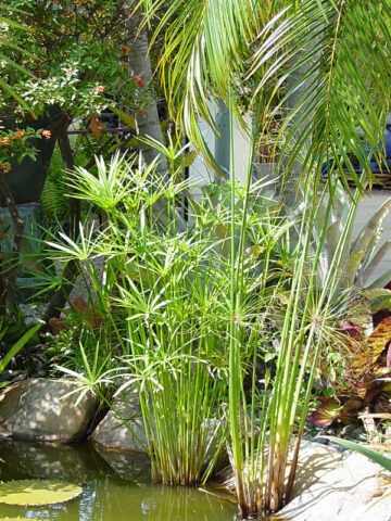 Lg. Umbrella Plant Clumping Papyrus Plant (cyperus papyrus)