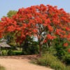 Lg. Flamboyant Royal Poinciana Tree (delonix regia)