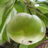 Lg. Chulta Elephant Apple (dillenia indica)
