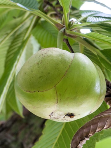 Lg. Chulta Elephant Apple (dillenia indica)