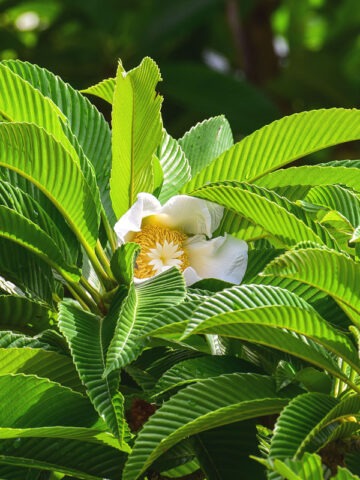 Alternative view of Lg. Chulta Elephant Apple (dillenia indica)