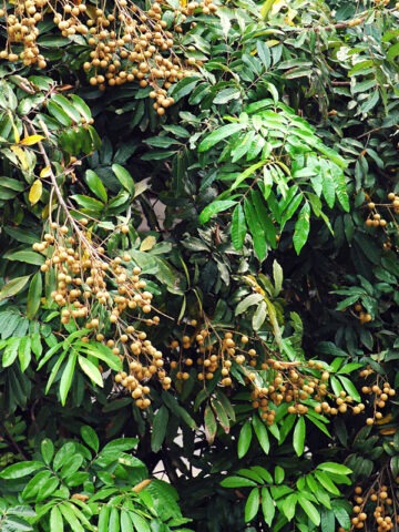 Alternative view of Lg. Dragons Eye Fruit Tree (dimocarpus longan)