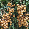 Lg. Dragons Eye Fruit Tree (dimocarpus longan)