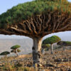 Checkout Special, Canary Island Dragon Tree, limit 1