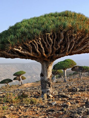 Checkout Special, Canary Island Dragon Tree, limit 1