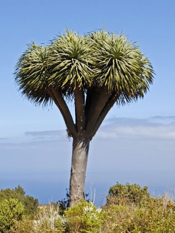 Alternative view of Checkout Special, Canary Island Dragon Tree, limit 1