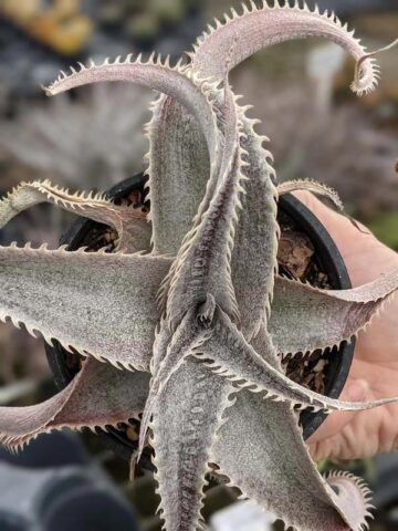 Lg. Rare Marnier-Lapostollei Desert Dyckia Plant (bromeliad-like) - Image 3