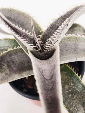 Lg. Rare Marnier-Lapostollei Desert Dyckia Plant (bromeliad-like) - Image 3