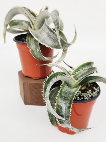 Lg. Rare Marnier-Lapostollei Desert Dyckia Plant (bromeliad-like)