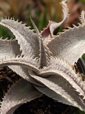 Lg. Rare Marnier-Lapostollei Desert Dyckia Plant (bromeliad-like) - Image 4