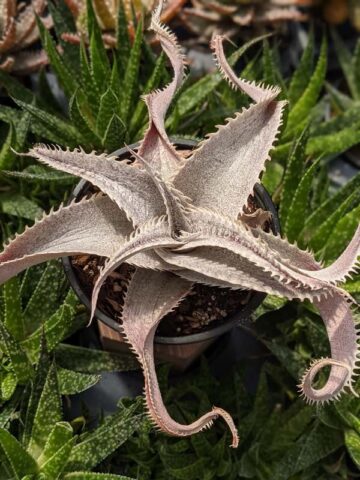 Alternative view of Lg. Rare Marnier-Lapostollei Desert Dyckia Plant (bromeliad-like)
