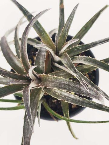 Alternative view of Silvery-White Desert Dyckia Plant (bromeliad-like)