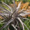 Silvery-White Desert Dyckia Plant (bromeliad-like)