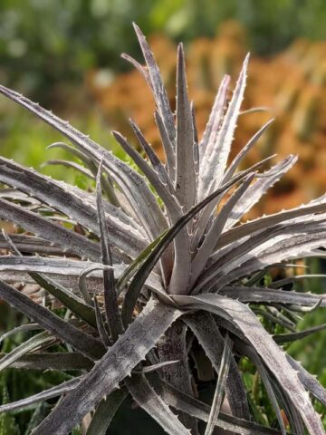 Silvery-White Desert Dyckia Plant (bromeliad-like) - Image 3