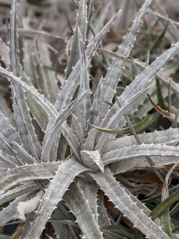Silvery-White Desert Dyckia Plant (bromeliad-like) - Image 4