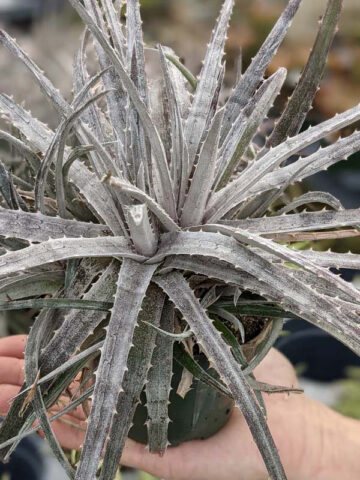 Silvery-White Desert Dyckia Plant (bromeliad-like) - Image 5