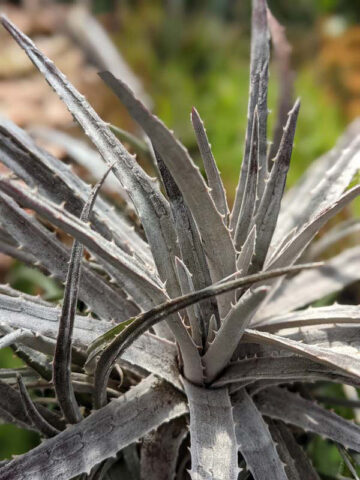 Alternative view of Silvery-White Desert Dyckia Plant (bromeliad-like)