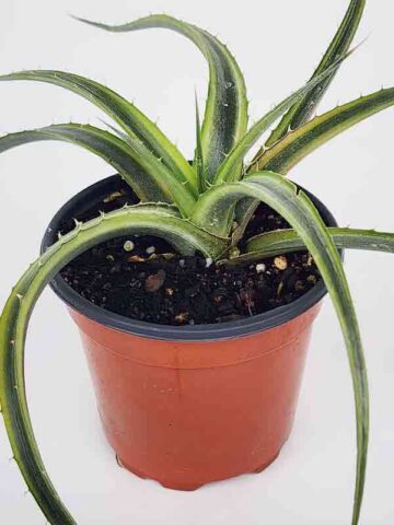 Alternative view of Lg. Super Rare Velascana Variegated Desert Dyckia Plant (bromeliad-like)