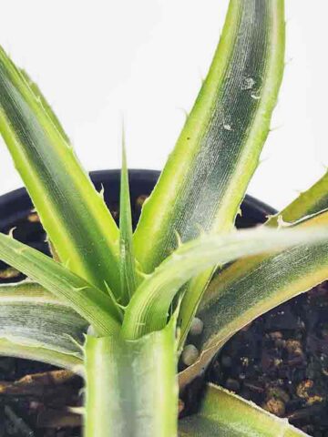 Lg. Super Rare Velascana Variegated Desert Dyckia Plant (bromeliad-like) - Image 4
