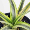 Lg. Super Rare Velascana Variegated Desert Dyckia Plant (bromeliad-like)