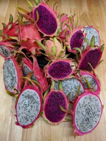 Meandering Giant Red Dragon Apple Cactus Plant (harrisia bonplandii) - Image 8