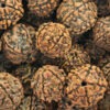 Lg. Blue Marble Rudraksha Tree (elaeocarpus ganitrus)