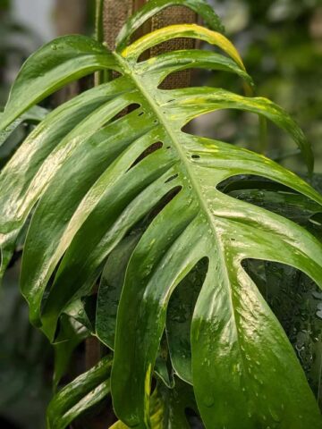 Epipremnum Pinnatum Green Flame