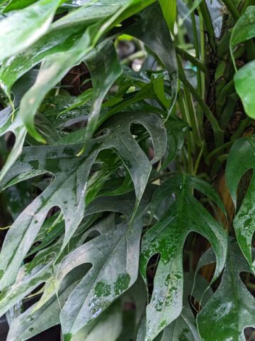 Alternative view of Epipremnum Pinnatum Baltic Blue Plant