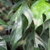 Epipremnum Pinnatum Baltic Blue Plant