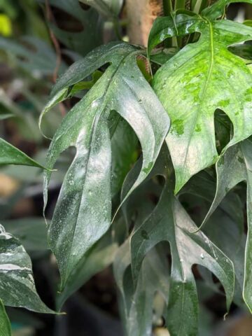 Epipremnum Pinnatum Baltic Blue Plant