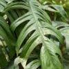 Epipremnum Pinnatum Cebu Blue Plant