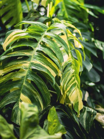 Epipremnum Pinnatum Giant Aurea Variegated Amazoniconda (Excellent Variegation)