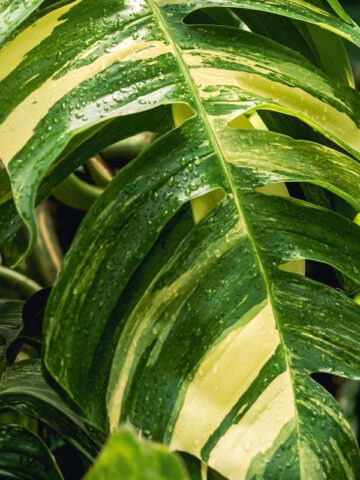 Alternative view of Epipremnum Pinnatum Giant Aurea Variegated Amazoniconda (Excellent Variegation)