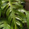 Checkout Special, Epipremnum Pinnatum Kujang Gold Flame, limit 1