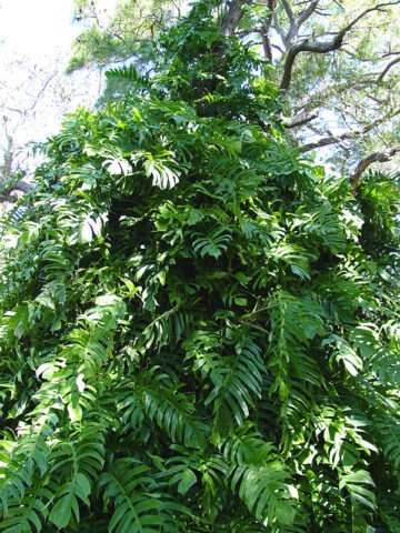 Epipremnum Pinnatum Plant
