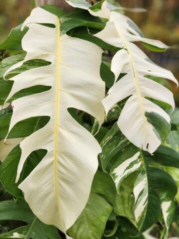 Alternative view of Epipremnum Pinnatum Albo Variegata Plant