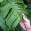 Select Epipremnum Stingray Plant