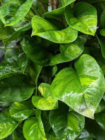 Global Green Pothos (epipremnum aureum)