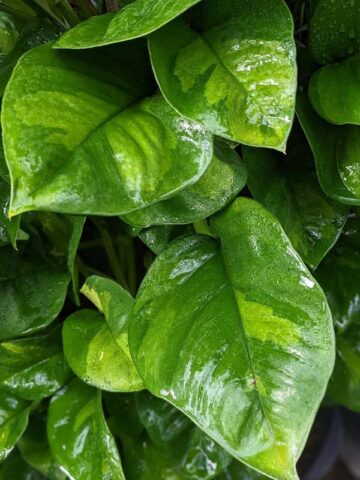 Alternative view of Global Green Pothos (epipremnum aureum)