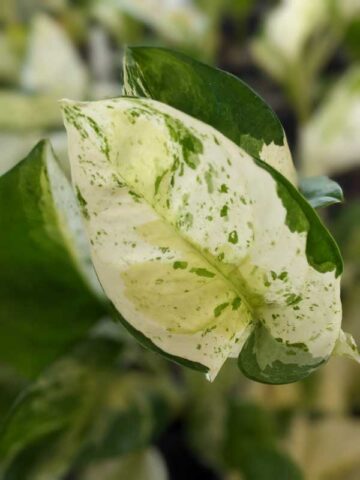 NEW! Excellent Variegation, Japan Global White Pothos (epipremnum aureum) - Image 4