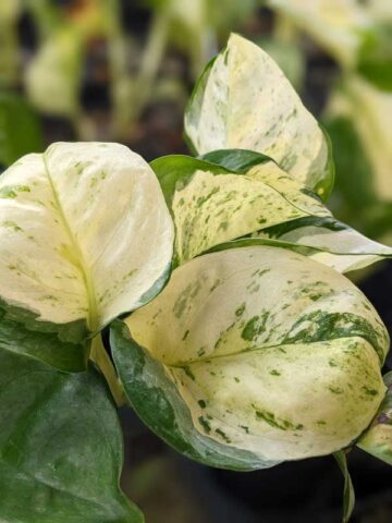 NEW! Excellent Variegation, Japan Global White Pothos (epipremnum aureum)