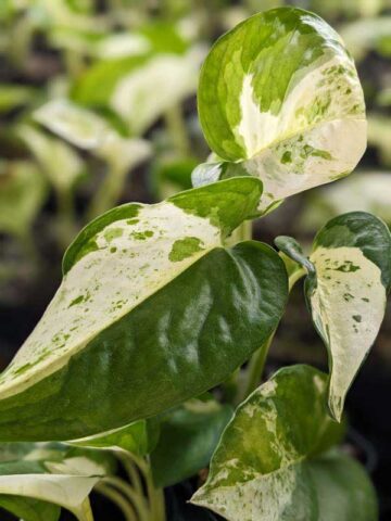 NEW! Excellent Variegation, Japan Global White Pothos (epipremnum aureum) - Image 5
