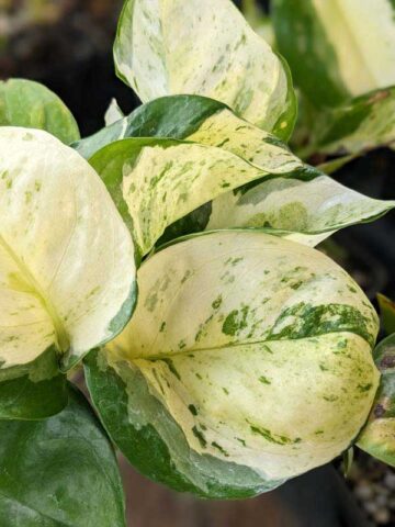 NEW! Excellent Variegation, Japan Global White Pothos (epipremnum aureum) - Image 6