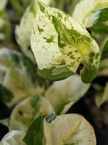 NEW! Excellent Variegation, Japan Global White Pothos (epipremnum aureum) - Image 3