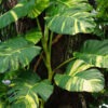 Iconic Hawaiian Gold Queen Pothos Plant (epipremnum aureum)