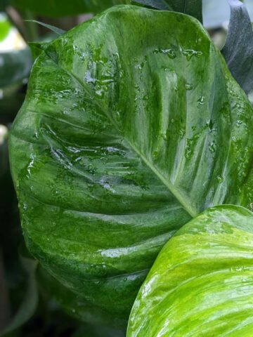 Alternative view of Harlequin Aurea Pothos (epipremnum aureum)