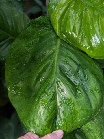 Harlequin Aurea Pothos (epipremnum aureum)