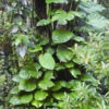 Jade Pothos Plant (epipremnum aureum)