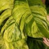 A+ Color Jessenia Hawaiian Pothos Plant (epipremnum aureum)