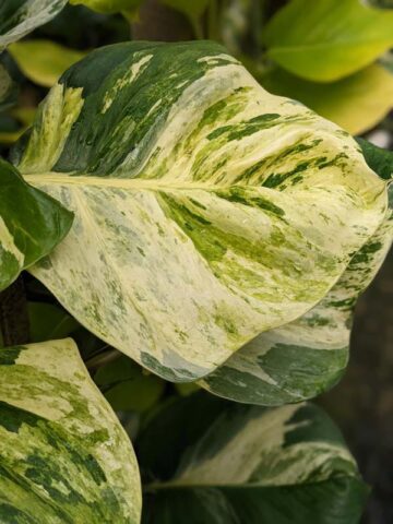 Alternative view of Crazy Manjula Pothos Plant (epipremnum aureum)